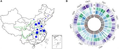 Resequencing of 558 Chinese mungbean landraces identifies genetic loci associated with key agronomic traits